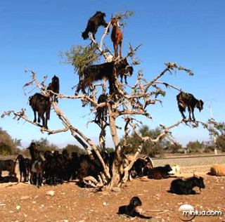 most bizarre phenomenon Climbing Goats in Morocco