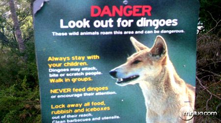 Placa na Austrália alertando sobre o perigo dos dingos
