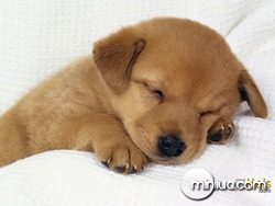 cachorrinho_dormindo