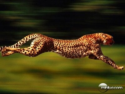 cheetah-tm