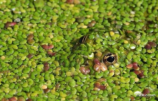 green-frog