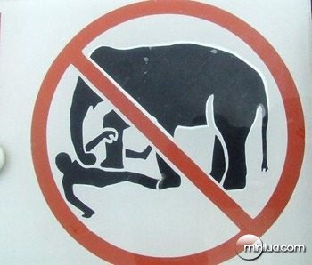 Proibido brincar de lutinha com o elefante[2]