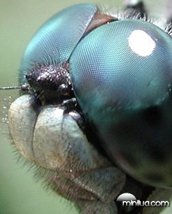 Dragonfly Eye