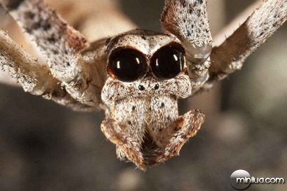 Ogre-Faced Spider
