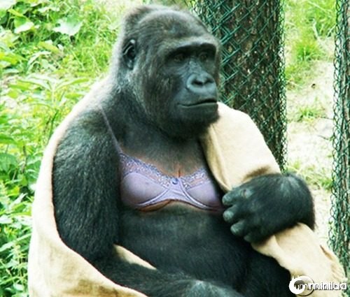 Big-breasted-gorilla--21629