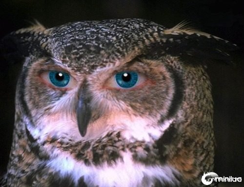 Blue-Eyed-Owl--21585