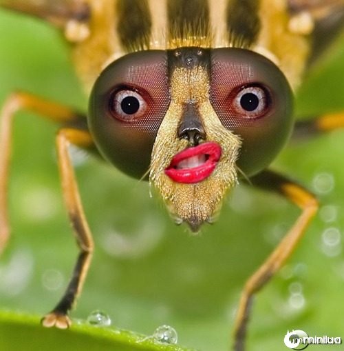 Female-Bug--21595