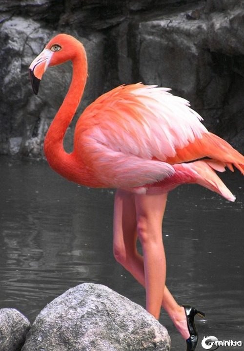 Flamingo-Lady--21622