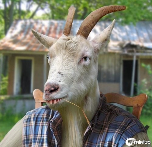 Hillbilly-Goat--21630