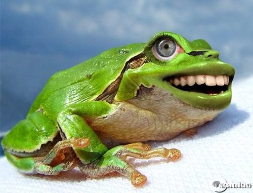 Laughing-Frog--21620