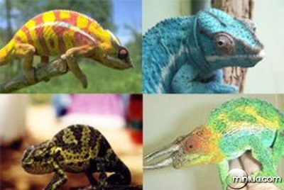 Why-Do-Chameleons-Change-Color-2