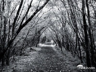 Black and White forest path