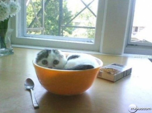 cat-in-a-bowl-520x389