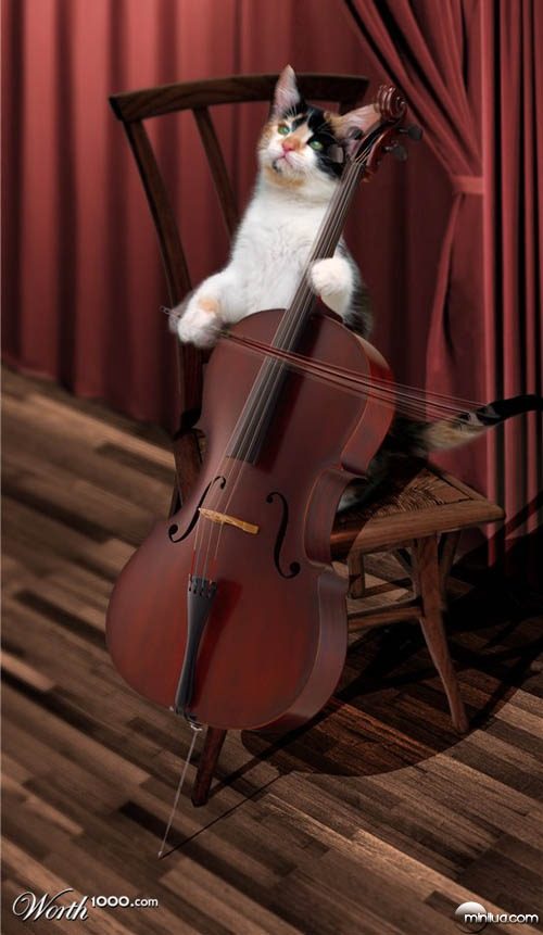 cat_cellist