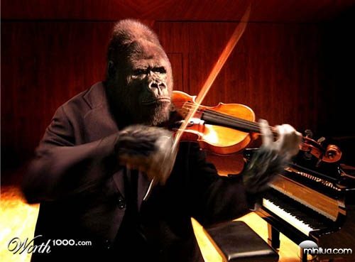 gorilla_violin
