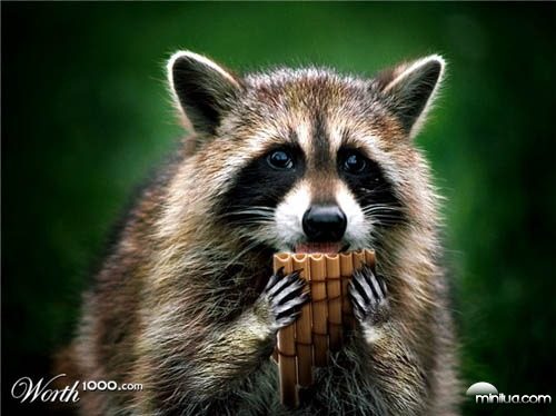 racoon_flute