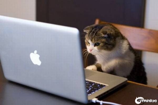 Cat-surfing-the-net_mini