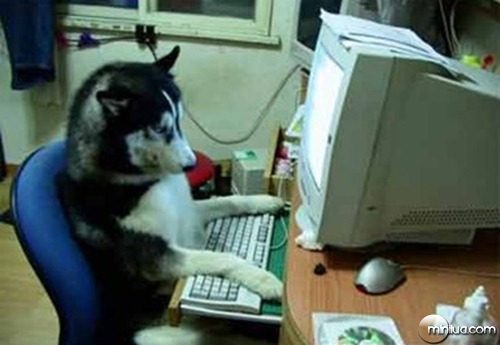 cachorro-computador-digitando