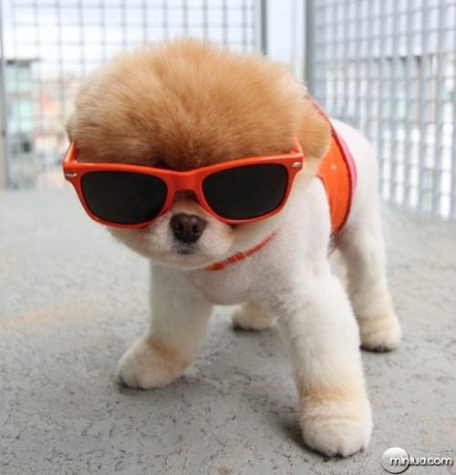 cute-dog-boo-e1302122405535