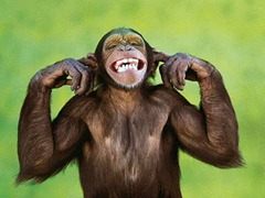 macaco-tampando-ouvido