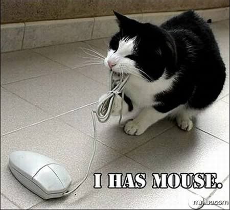 a98100_cat_3-mouse