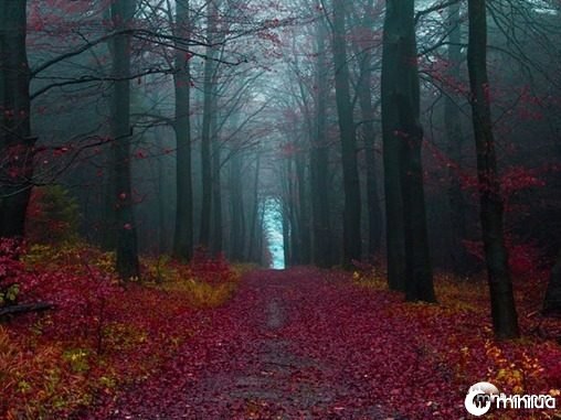 autumn-forest-germany