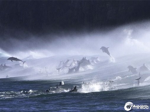 bottlenose-dolphins-surf