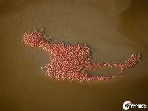 flamingos-gulf-mexico