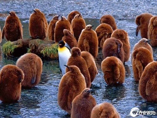 king-penguins-south-georgia-island