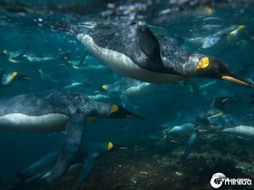 king-penguins-swimming