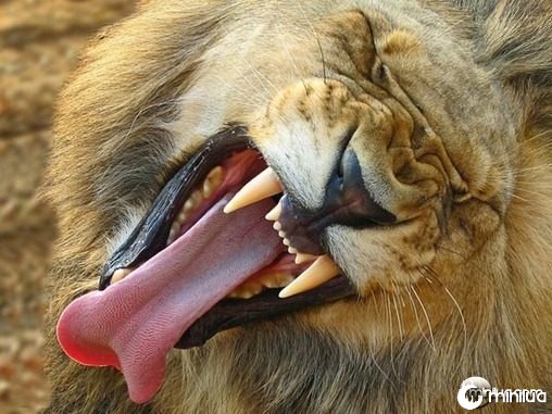 lion-yawning