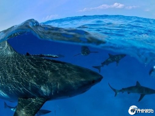 sharks-swimming-bahamas