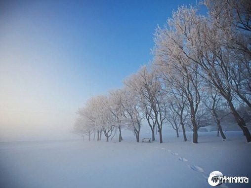 snowy-trees-alberta-canada