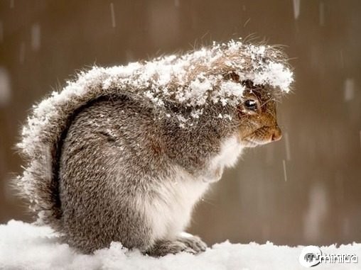 squirrel-snow-storm
