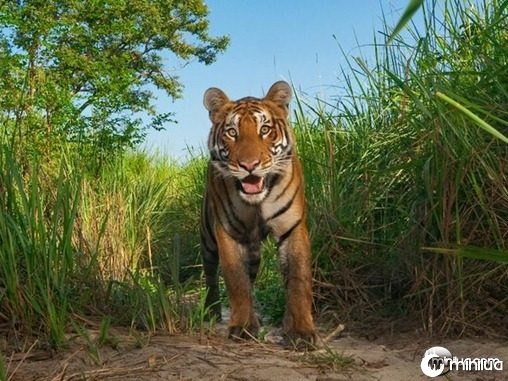 tiger-grass-kaziranga