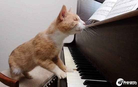 gato-Stevie Wonder2
