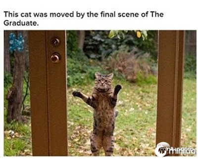 cats_acting_movie_scenes_25