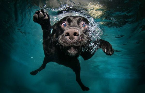 cachorros_nadando_Seth-Casteel-4-610x390