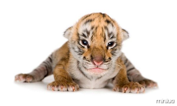 galeria-filhotes-fofos-tigre
