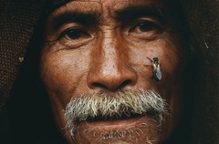 Mani Lal Gurung, with a bee resting on his cheek, takes a break in between honey harvesting. The Apis Labriosa is the largest bee in the world.<br /><br /><br /><br /> Mani Lal Gurung, une abeille sur la joue, se repose entre deux recoltes de miel. L apis laboriosa est la plus grosse abeille du monde.