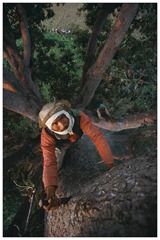 In order to climb such giant trees, Bahadur cuts steps with an axe blade. Certain nests can be 40 metres high.<br /><br /><br /><br /> Pour escalader les arbres geants, Bahadur Raji taille des marches avec un fer de hache. Les nids d abeille sont situes parfois a plus de 40 metres de hauteur.<br /><br /><br /><br /> 