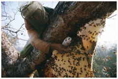 Bahadur uses a small rope to cut the honey from the nest.<br /><br /><br /><br />
Bahadur decoupe la poche de miel du reste du nid avec une cordelette.<br /><br /><br /><br />

