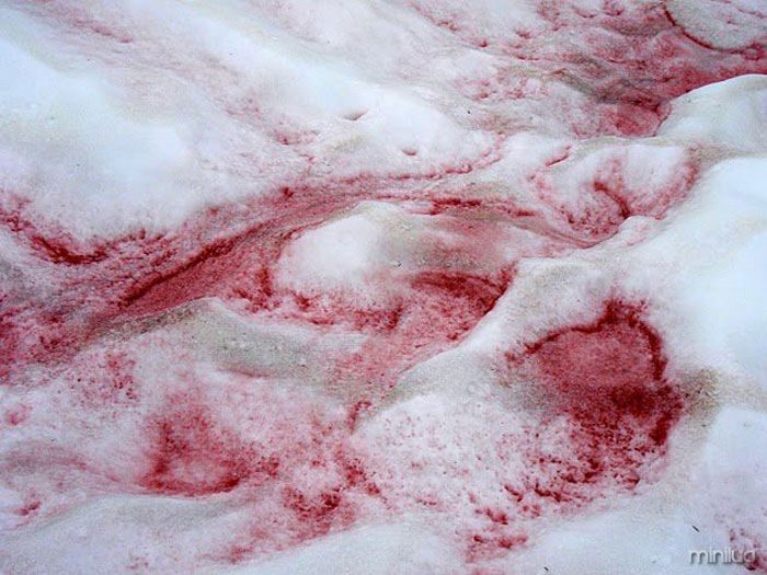 Contos de Terror #35 : Neve Sangrenta 