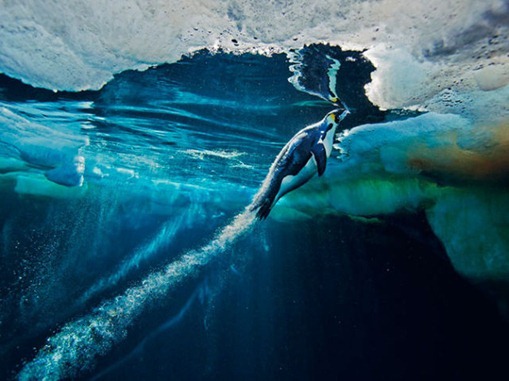 Melhores imagens do National Geographic em 2012
