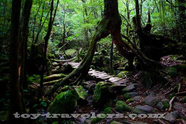 toy-travel-japan-yakushima-unesco-heritage-cedar-tree_5628