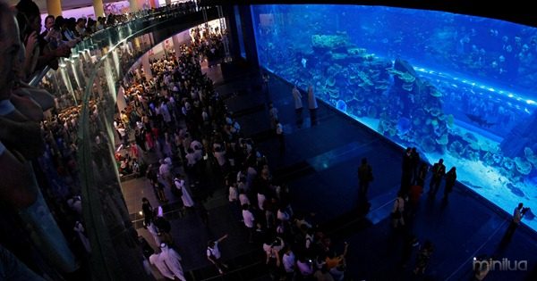Dubai-Aquarium-Underwater-Zoo