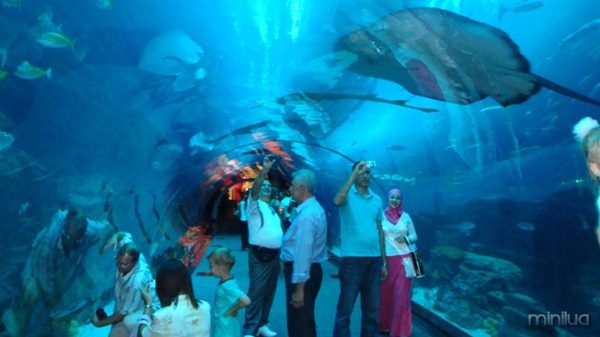 dubai-aquarium-a-underwater-zoo