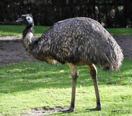 emu-australiano