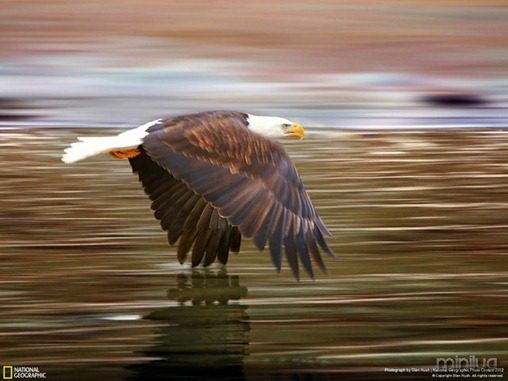 fotos da natgeo aguia[3]