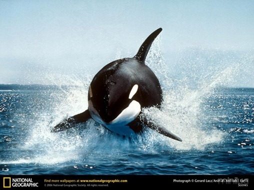 fotos da natgeo orca[3]